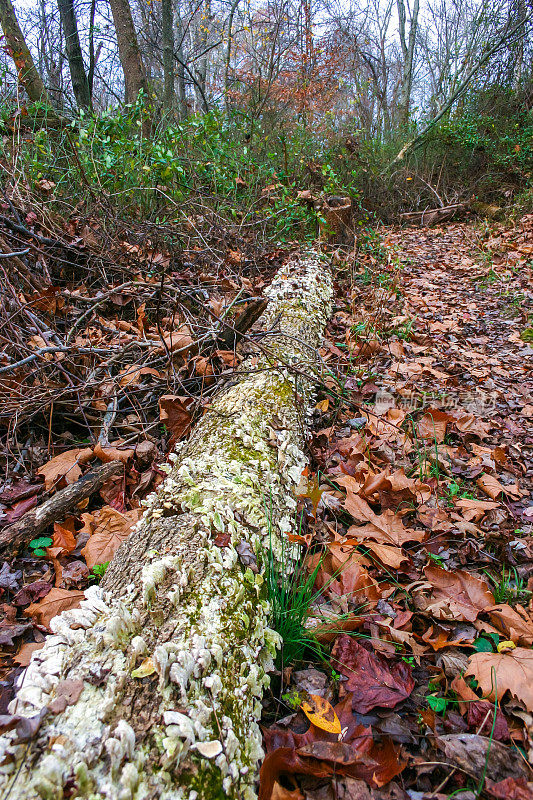 破坏树木的腐生真菌(Trichaptum biformme)，通常被称为紫孔支架真菌，紫牙，新泽西州